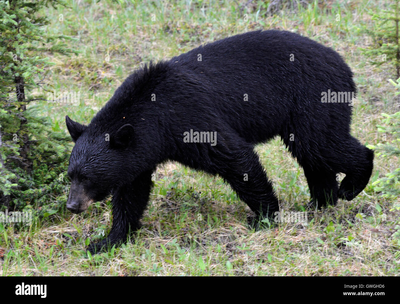 Black Bear - Ursus americanus Stock Photo