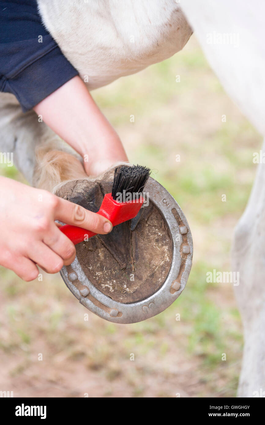 Girl picking the hooves of a horse. Germany Stock Photo