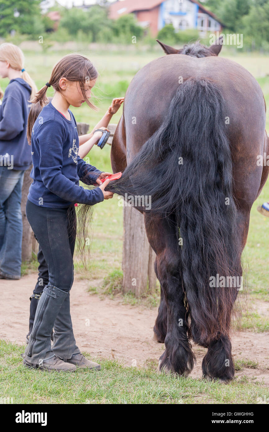 Girl brushing the tail of a bay horse. Germany Stock Photo Alamy
