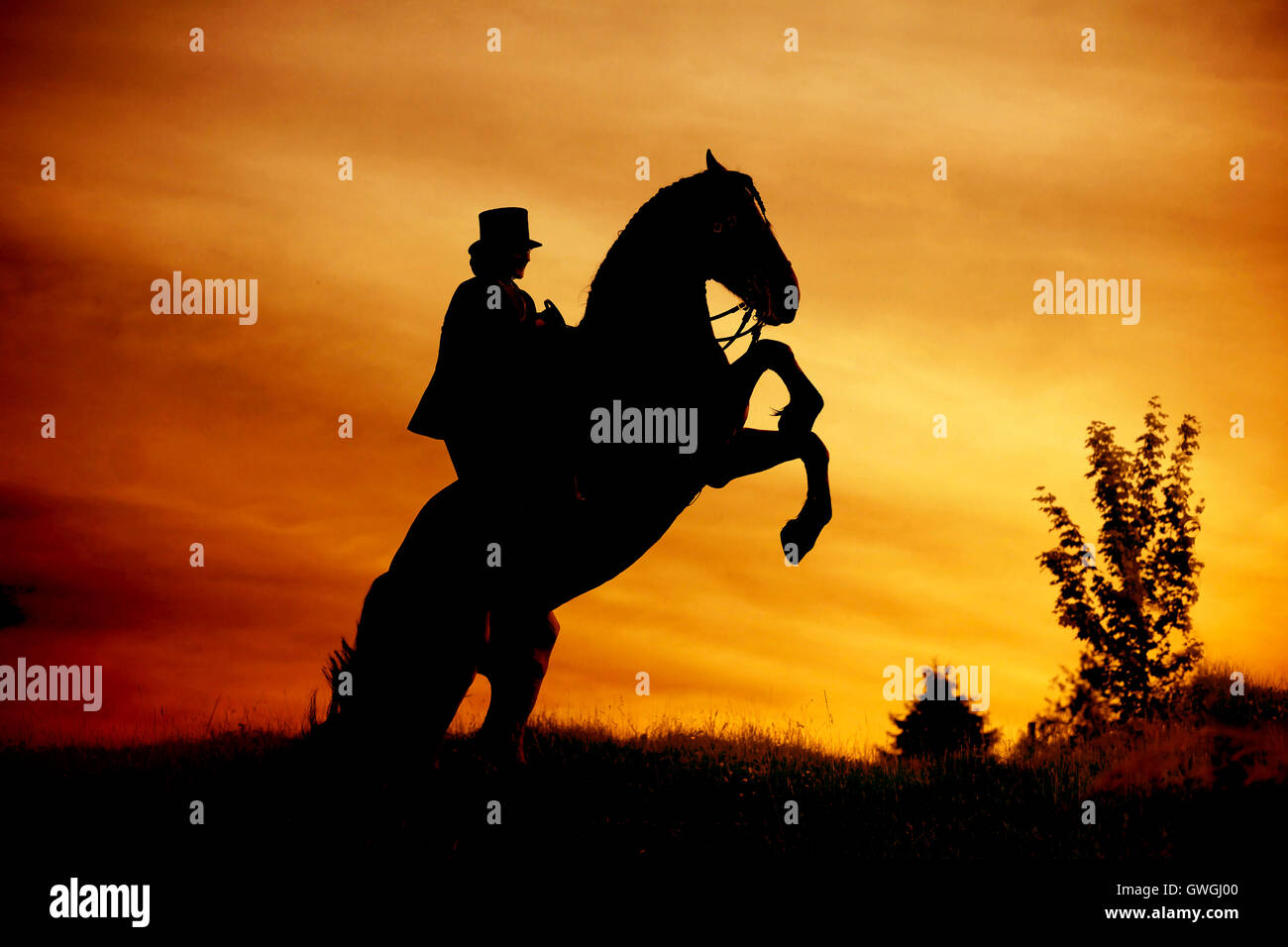 Freiberger Horse, Franches-Montagnes. Rider with costume and sidesaddle on a rearing horse, seen against a colourful sunset. Switzerland Stock Photo