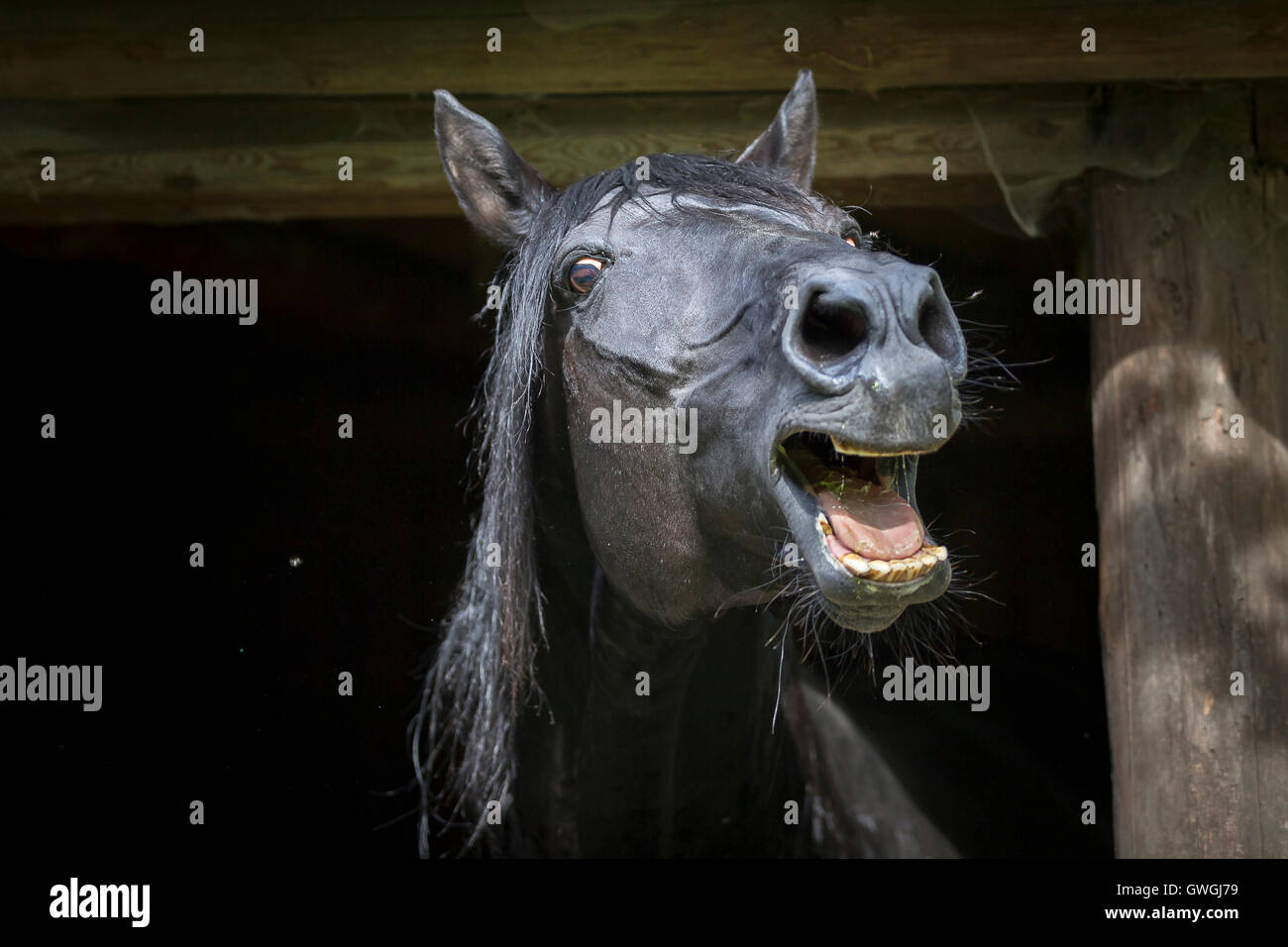 Anglo-Arabian. Portrait of black stallion, neighing. Germany Stock Photo