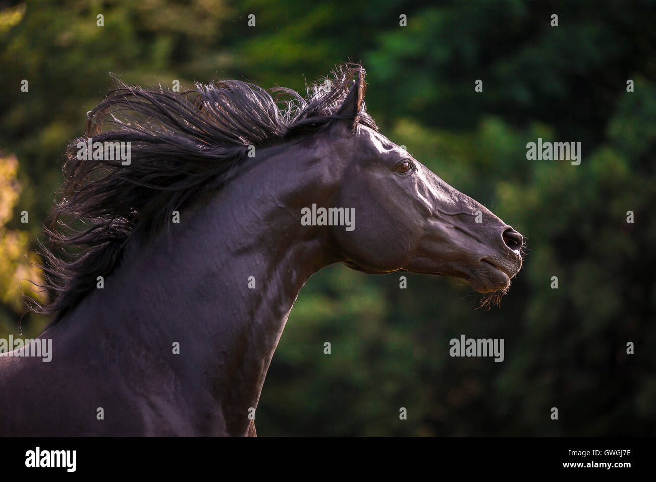 AngloArabian. Portrait of black stallion with mane flowing. Germany