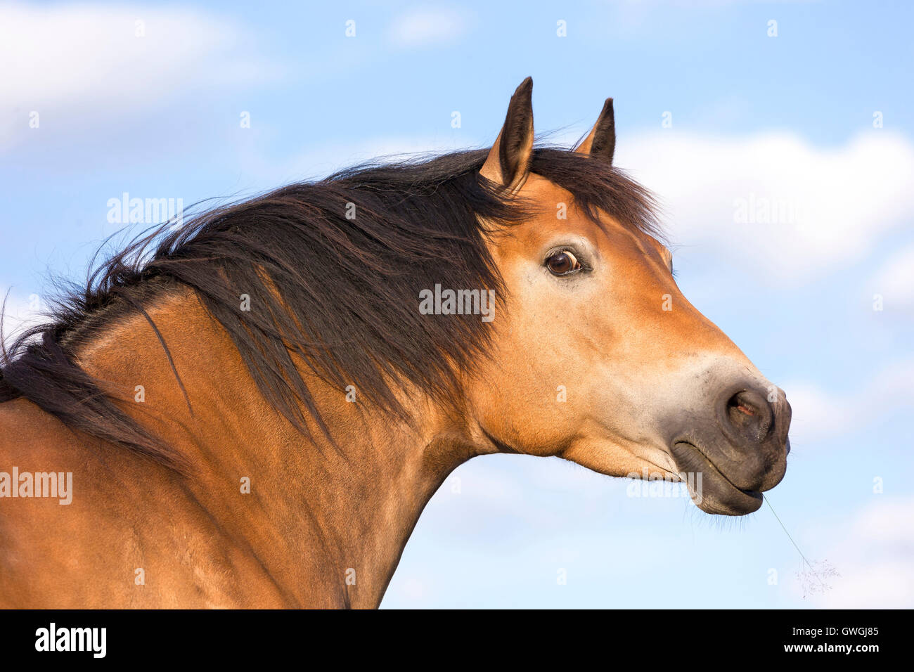 Dole Gudbrandsdal Horse. Portrait of bay mare. Germany Stock Photo