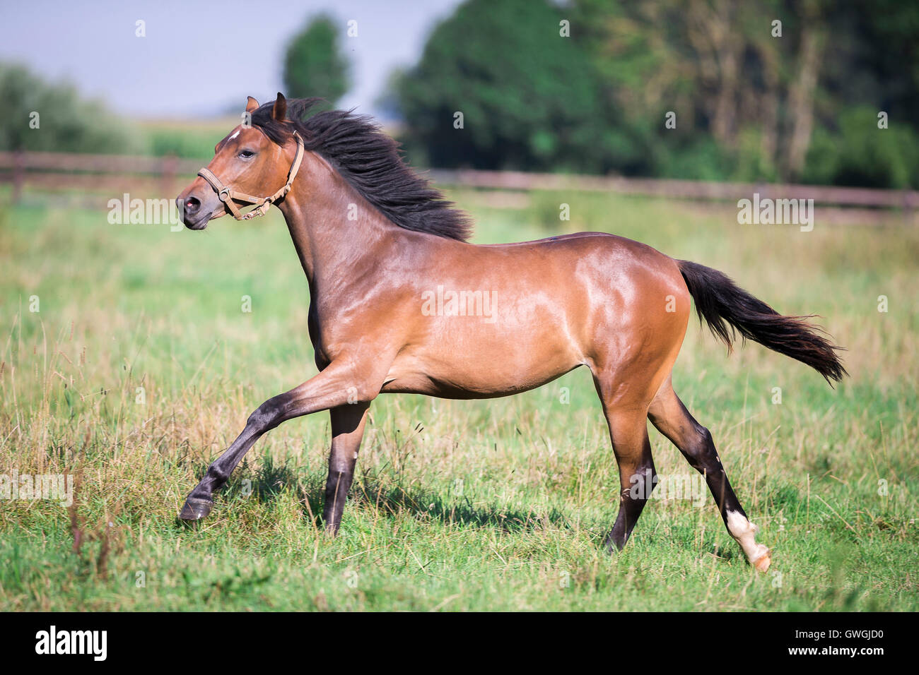 Bavarian Warmblood. Yearling mare galloping on a pasture. Germany Stock Photo