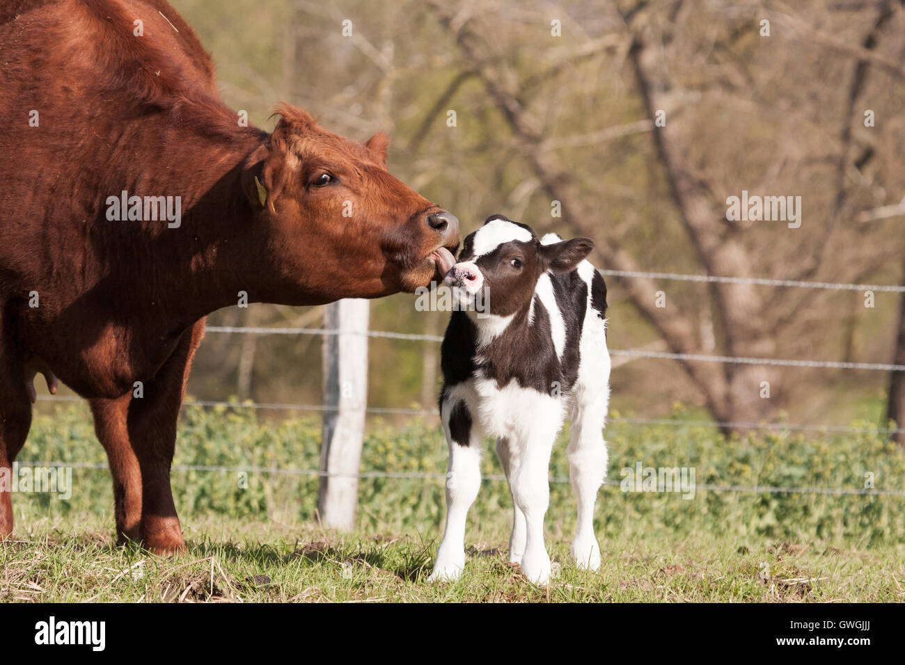 Domestic Cattle. Cow licking her calf in a meadow in spring. Germany ...