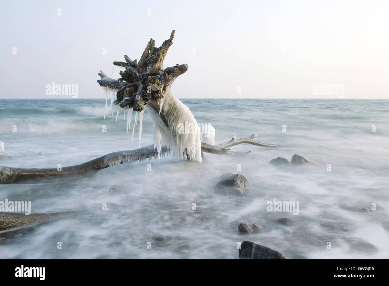 Logs covered in ice at Brodtener Ufer, a cliff at the Baltic Sea coast, Schleswig-Holstein, Germany Stock Photo