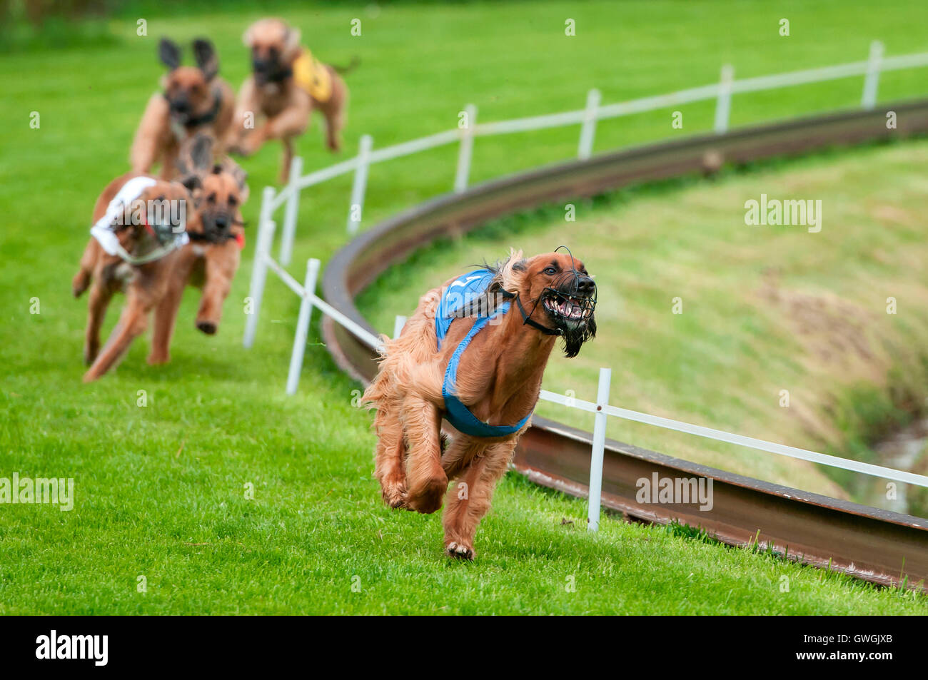 Afghan Hounds during a greyhound race. Germany Stock Photo