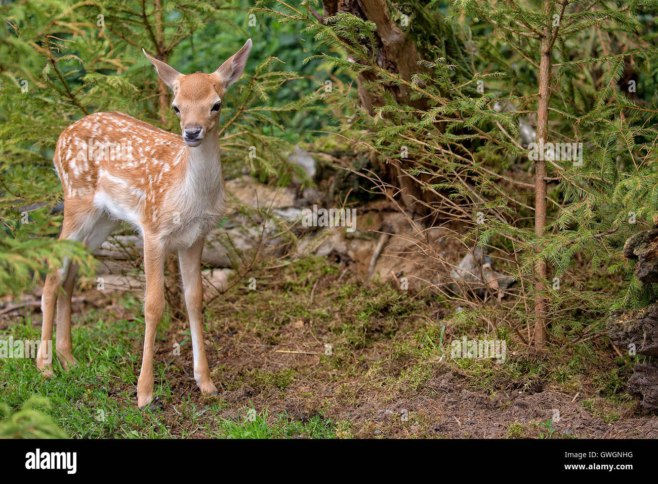 Young fallow deer in the forest Stock Photo