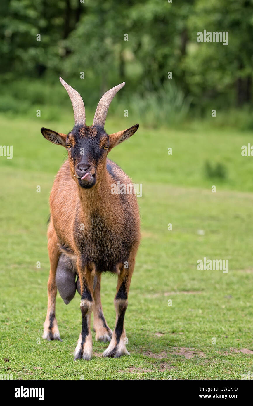 Goat in a clearing in the wild Stock Photo