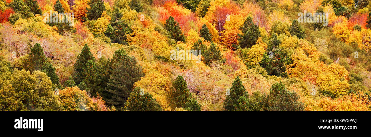 Panorama of yellow and orange trees in autumn in a forest Stock Photo