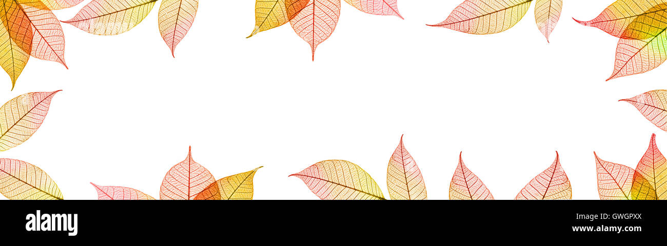 Transparent autumnal leaves banner on white background Stock Photo