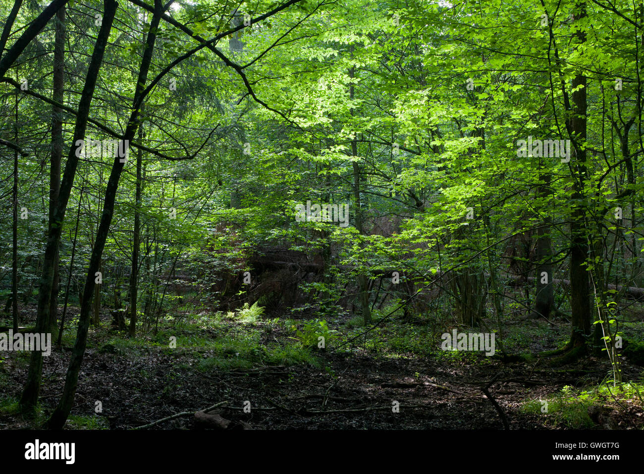 Dark shady deciduous stand in summer noon,Bialowieza Forest,Poland,Europe Stock Photo