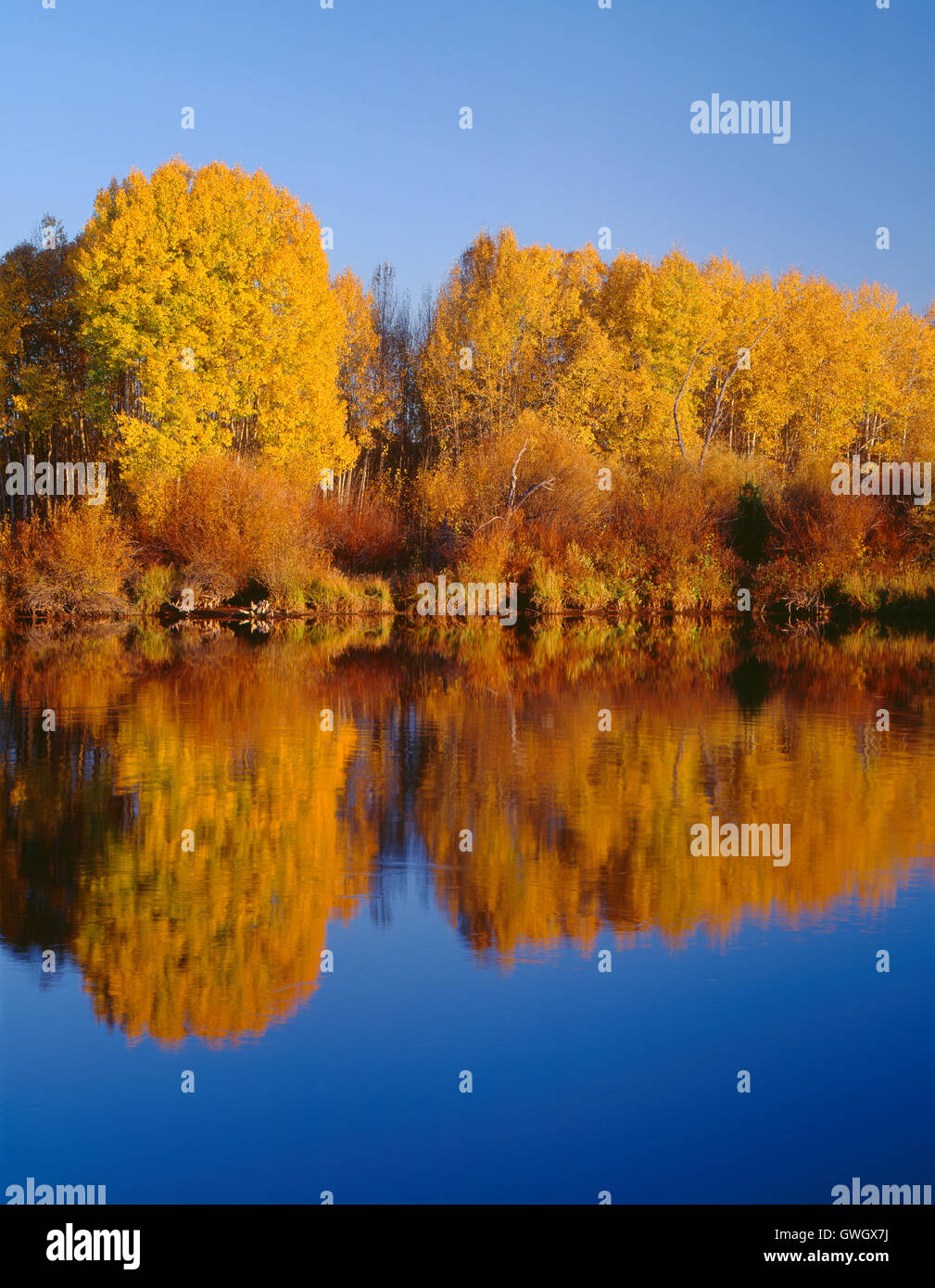 USA, Oregon, Deschutes National Forest, Autumn colored quaking aspen trees reflect in the