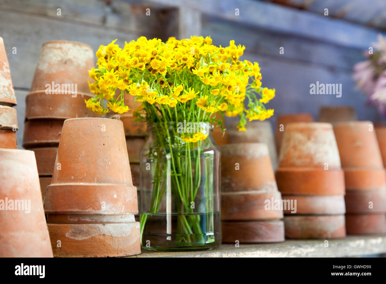 Yellow flowers with terroctta pots on a wooden shelf Stock Photo