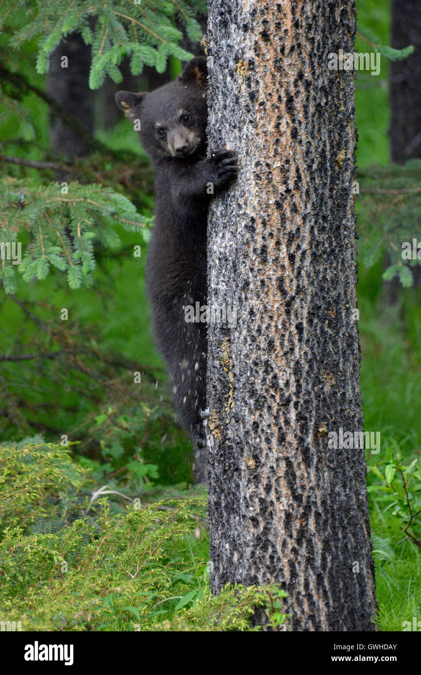 Black Bear - Ursus americanus - young cub. Jasper National Park, Canada. Stock Photo
