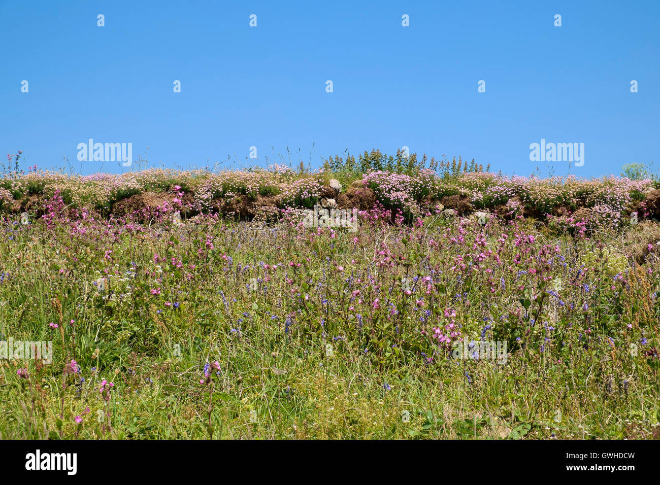 Coastal flowers flowering in early June on a rocky wall, Cornwall, England UK Stock Photo