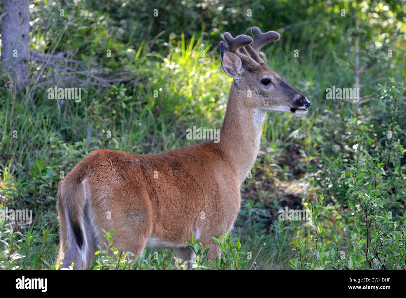 Mule Deer - Odocoileus hemionus - young male in velvet Stock Photo