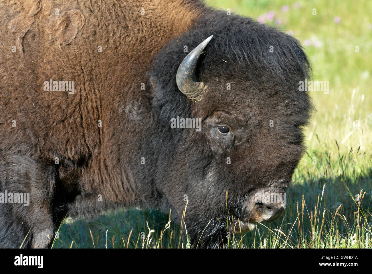 Bison - Bison bison bison. Waterton, Canada. Stock Photo
