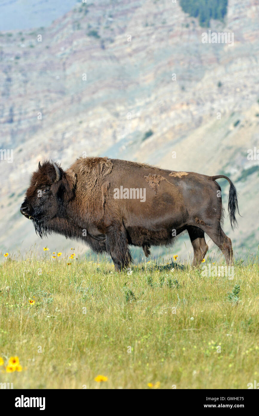 Bison - Bison bison bison Stock Photo