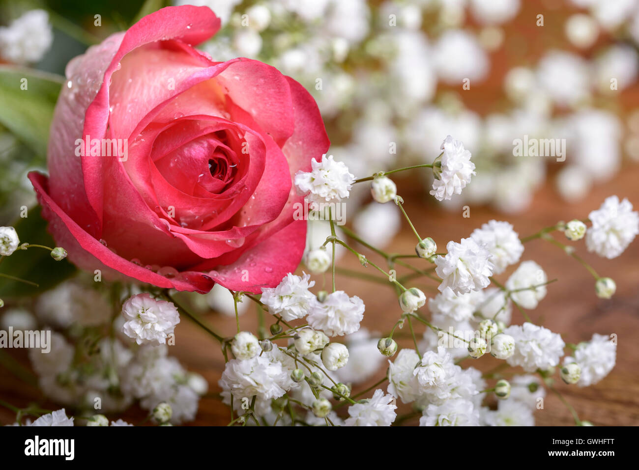 White rose with drops hi-res stock photography and images - Alamy