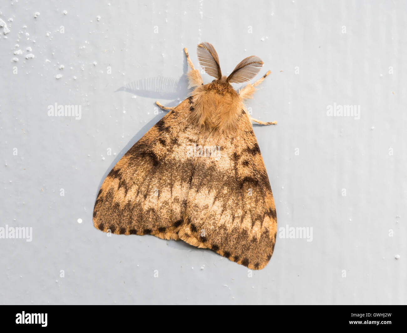 Moth sitting still on a grey door Stock Photo
