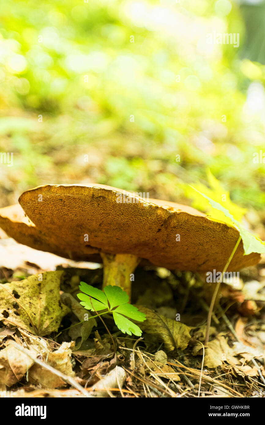 Wild mushroom growing in a forest Stock Photo - Alamy