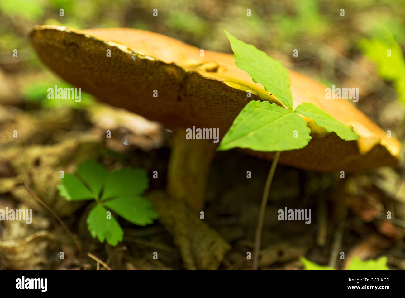Wild mushroom growing in a forest Stock Photo - Alamy