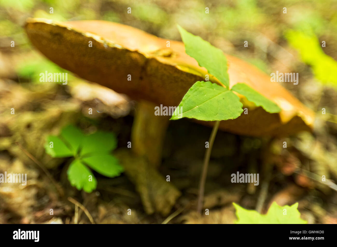 Wild mushroom growing in a forest Stock Photo - Alamy