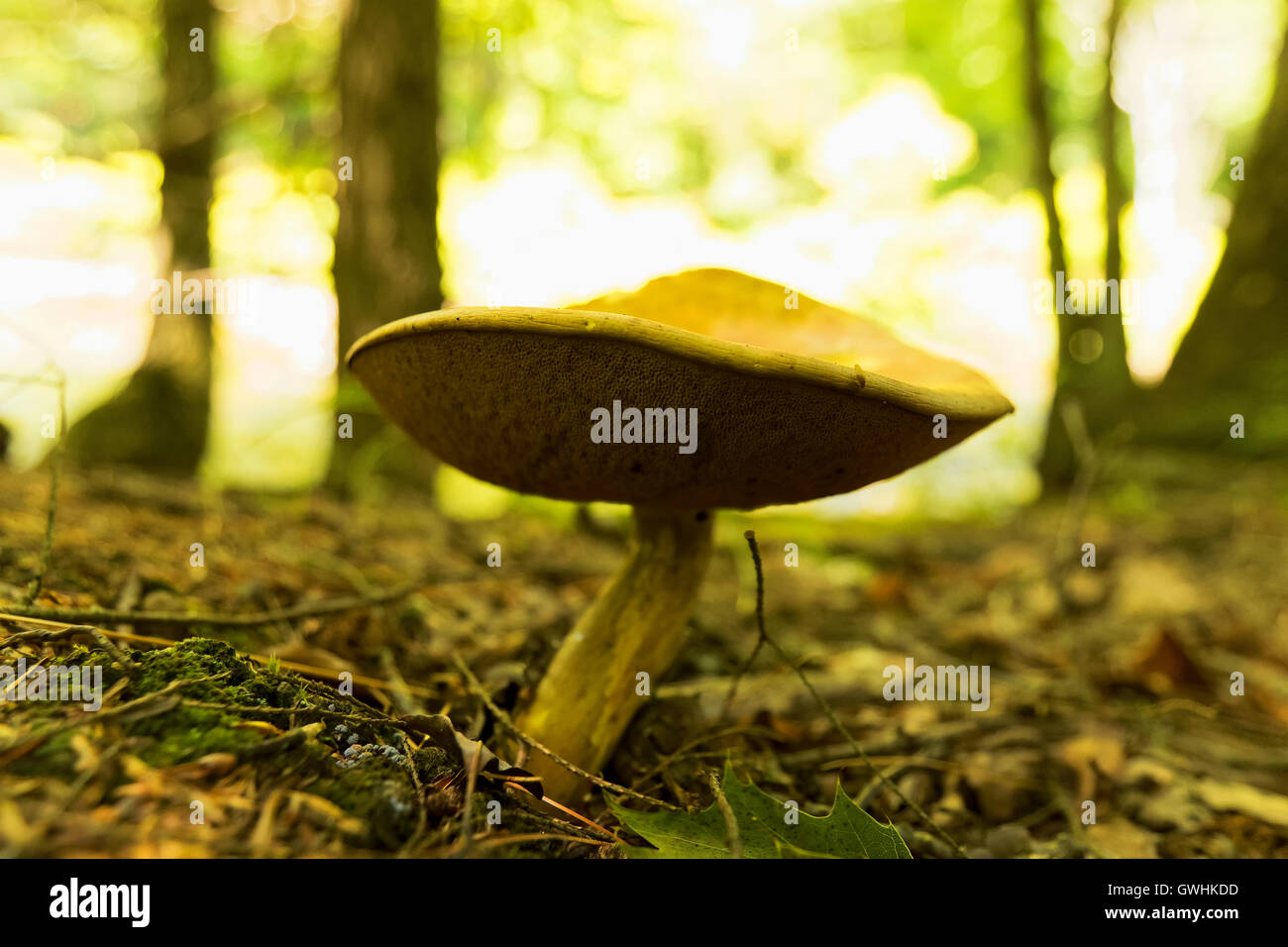 Wild mushroom growing in a forest Stock Photo - Alamy