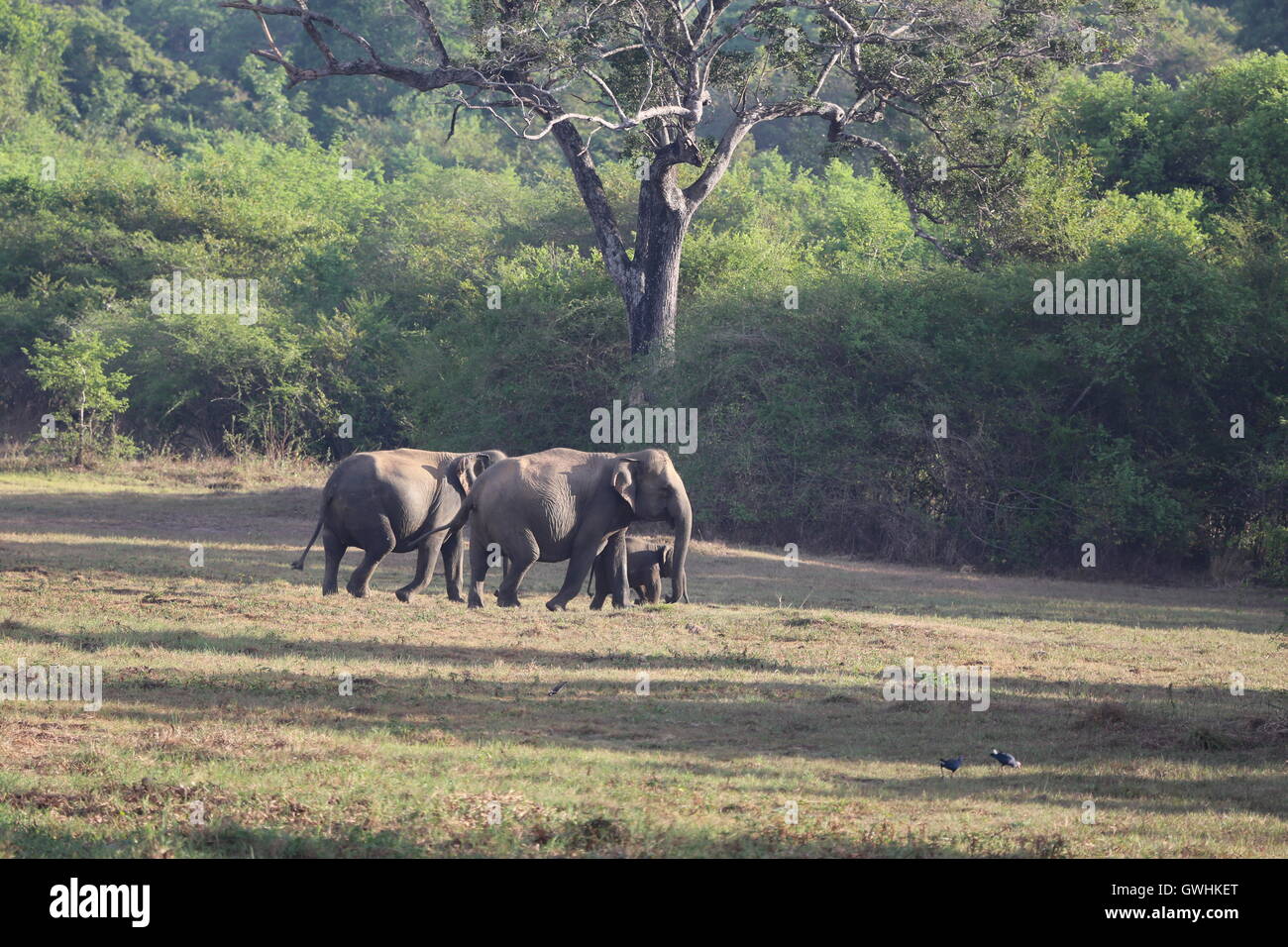 Baby elephant being escorted and guarded in Wasgamuwa, Sri Lanka Stock Photo