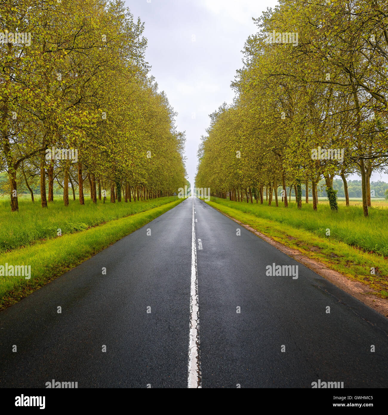 Straight empty wet road between green trees. Loire valley. France. Stock Photo