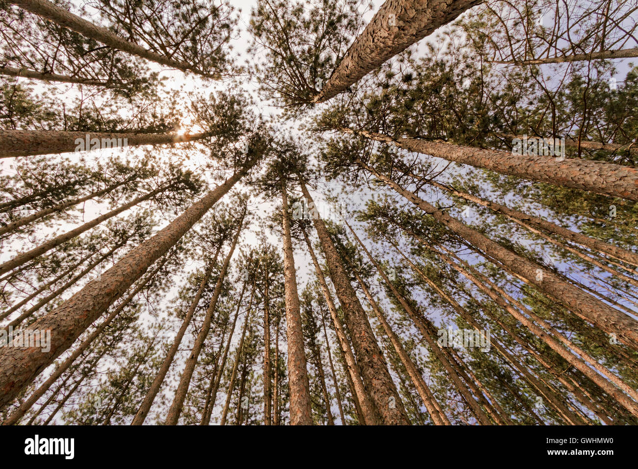 Forest trees landscape Stock Photo - Alamy