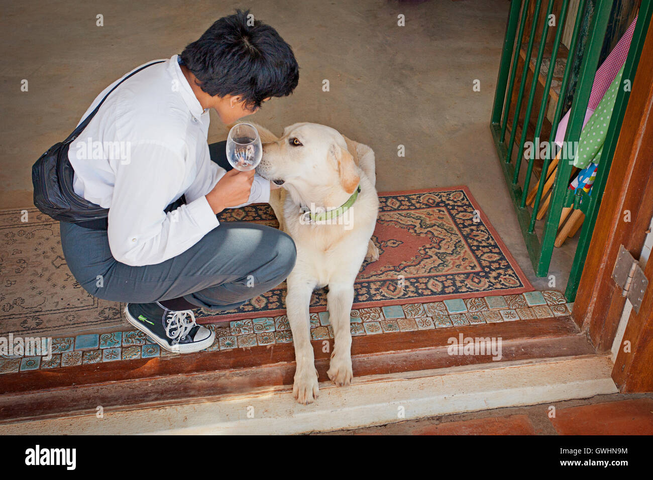 Lady greeting Labrador dog Stock Photo