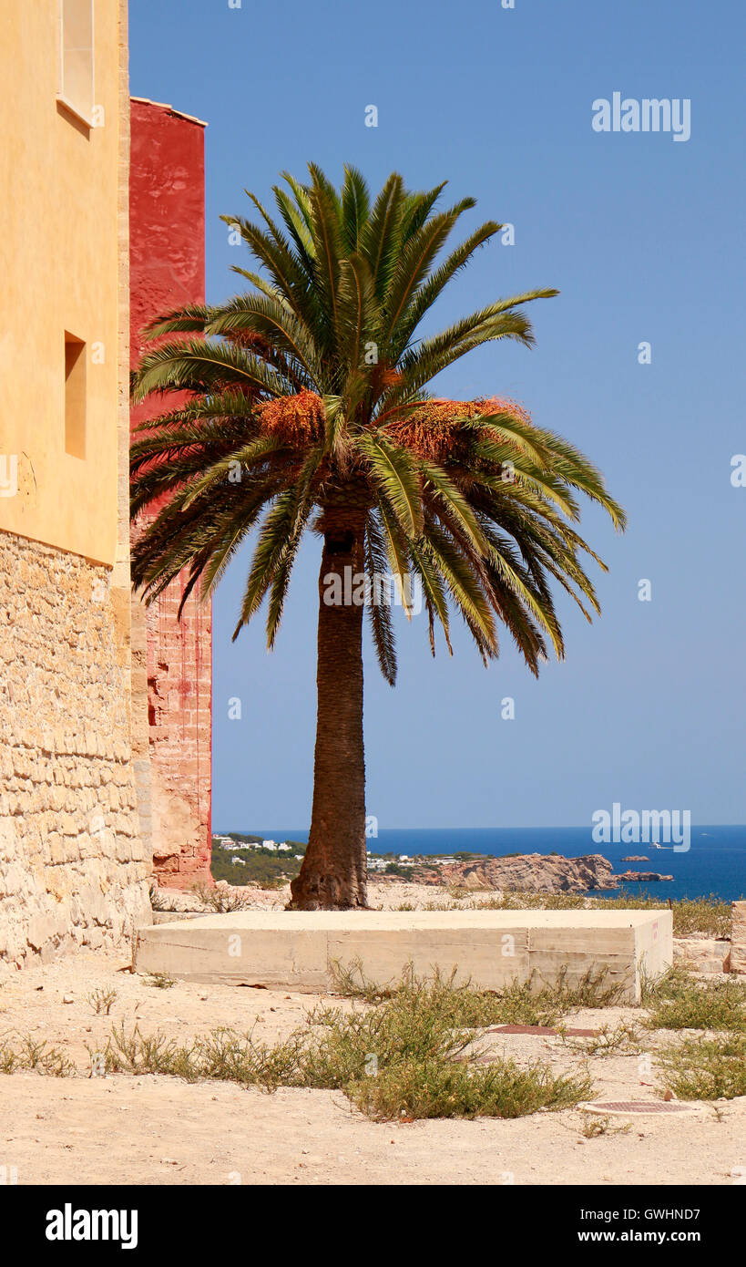 Palme, Ibiza-Stadt, Ibiza, Spanien. Stock Photo