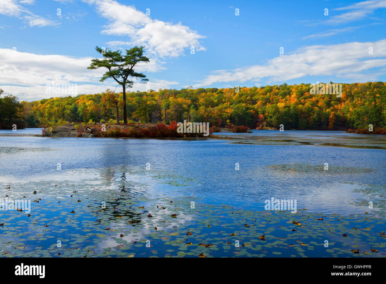 Fall landscape with the forest lake Stock Photo - Alamy