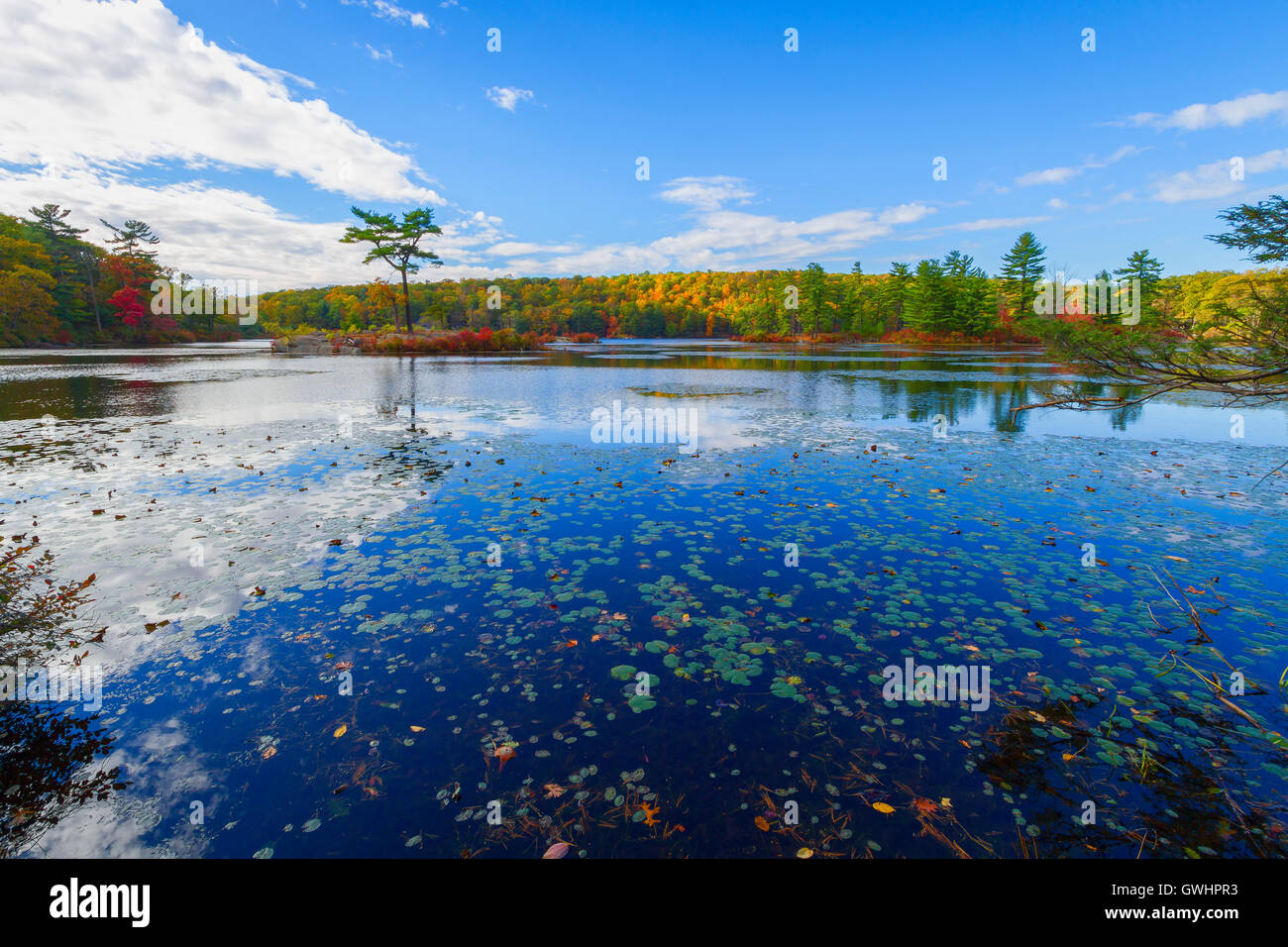 Fall landscape with the forest lake Stock Photo - Alamy