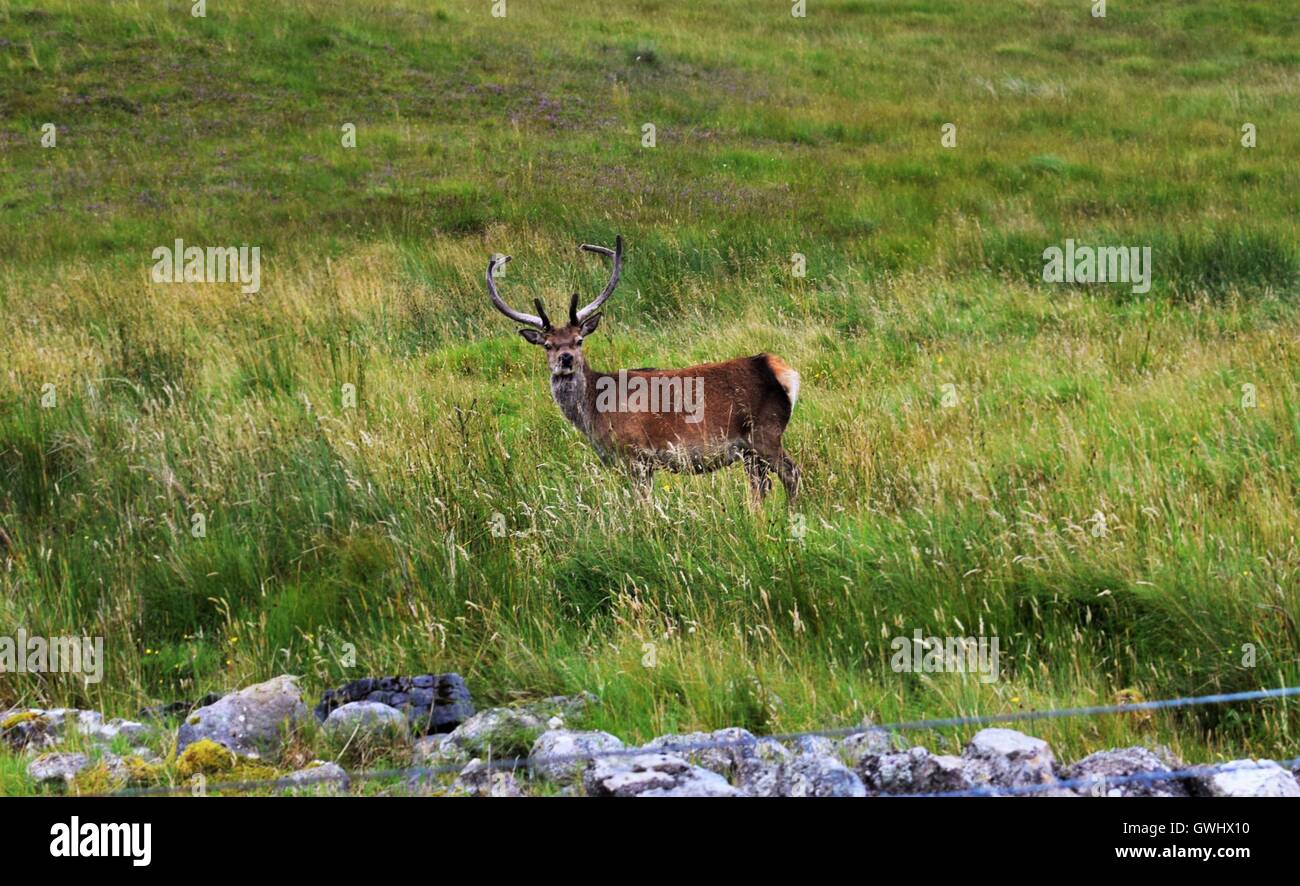 Scottish Red Deer Stock Photo