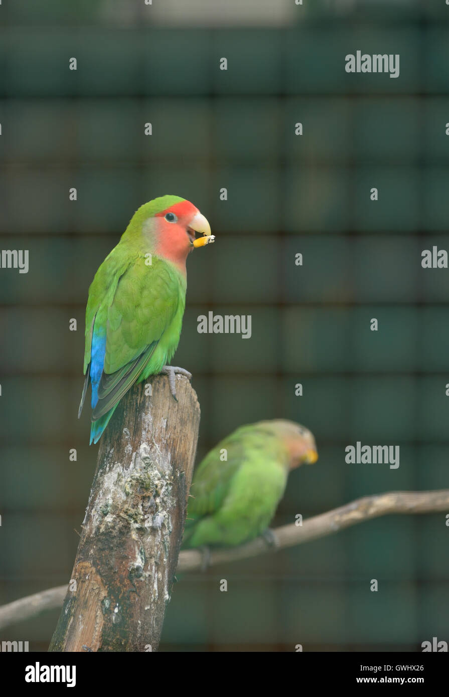 Pair of Cotorra parrot green Stock Photo