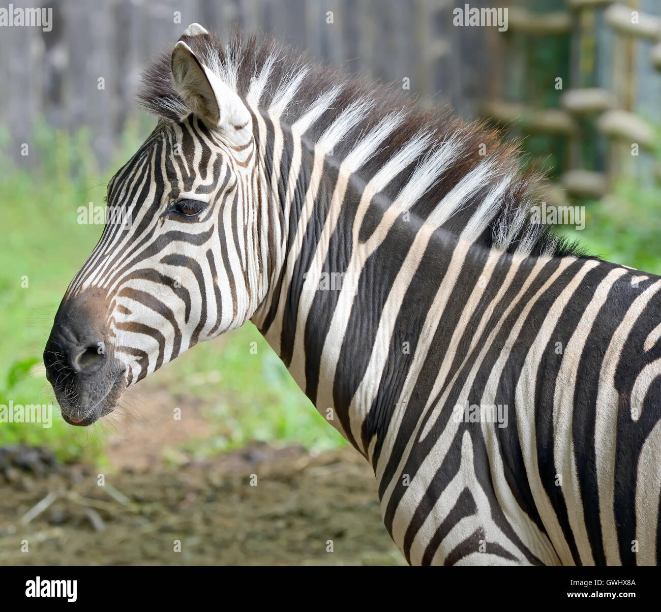 Zebra head ears up hi-res stock photography and images - Alamy