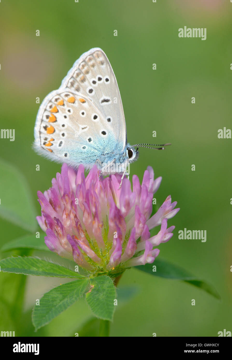 Common Blue (Polyomathus icarus) butterfly Stock Photo