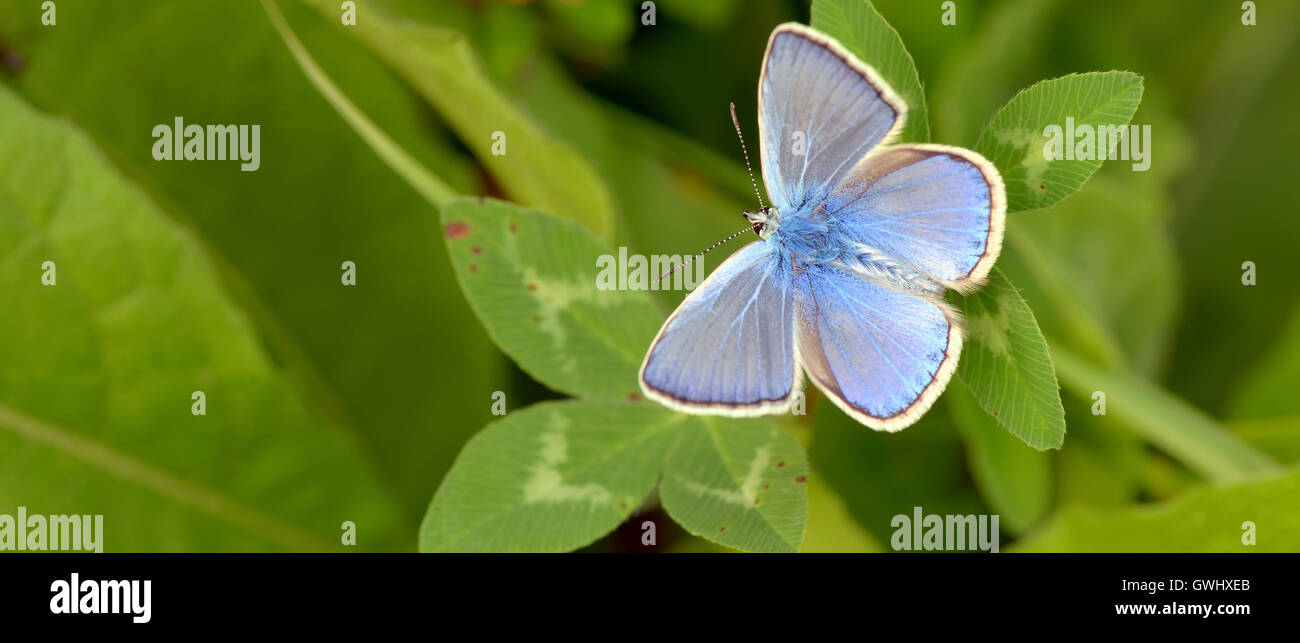 Common Blue (Polyomathus icarus) butterfly Stock Photo