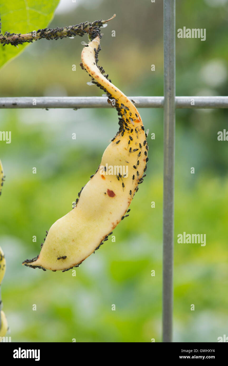 Aphis fabae. Black fly / Black bean aphids on Climbing french bean