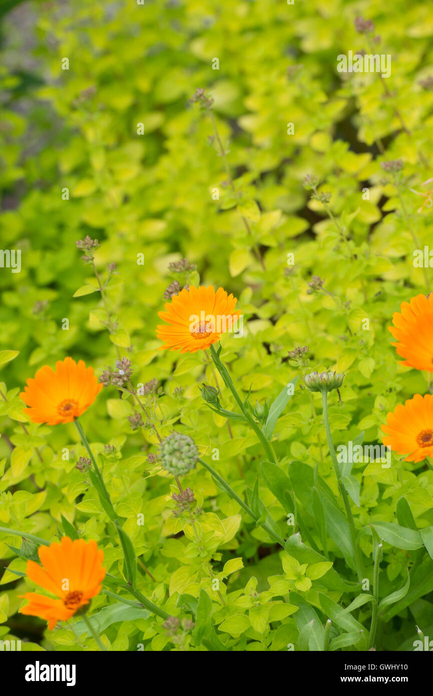 Calendula officinalis. Pot marigold flowers in an english herb garden