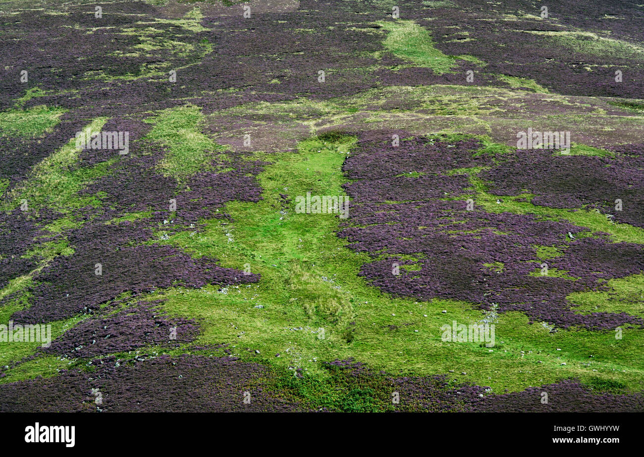 Calluna vulgaris. Purple flowering heather on a hillside in the scottish borders. Scotland Stock Photo