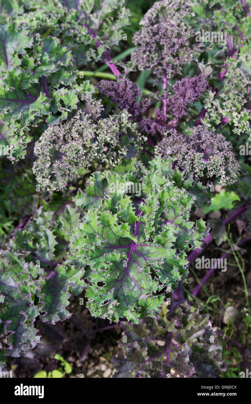 Kale redbor leaves Stock Photo