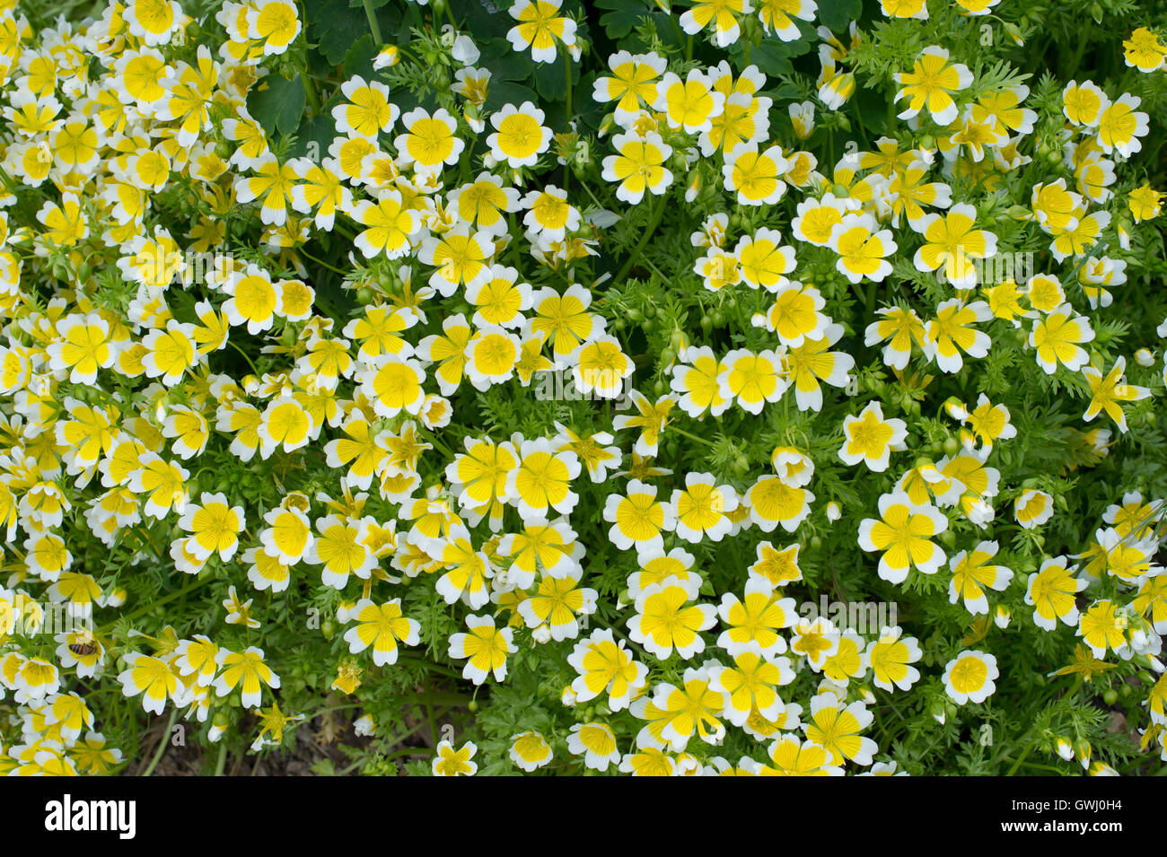Limnanthes douglasii. Poached egg plant / Douglas meadow foam flowers Stock Photo
