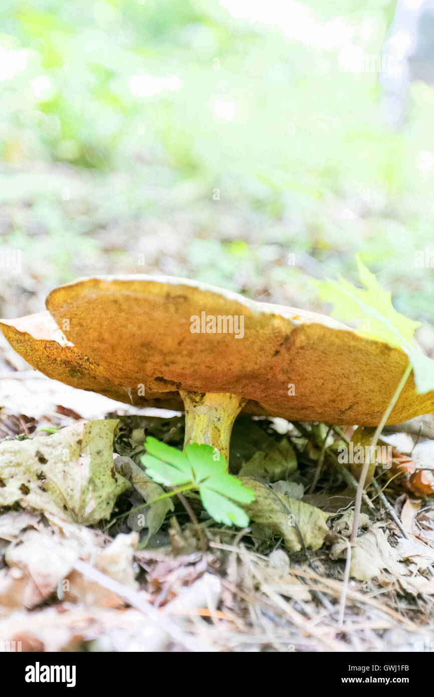Wild mushroom growing in a forest Stock Photo - Alamy