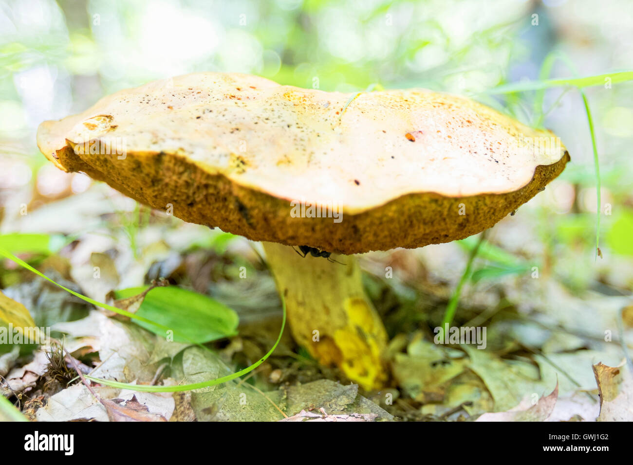 Wild mushroom growing in a forest Stock Photo - Alamy