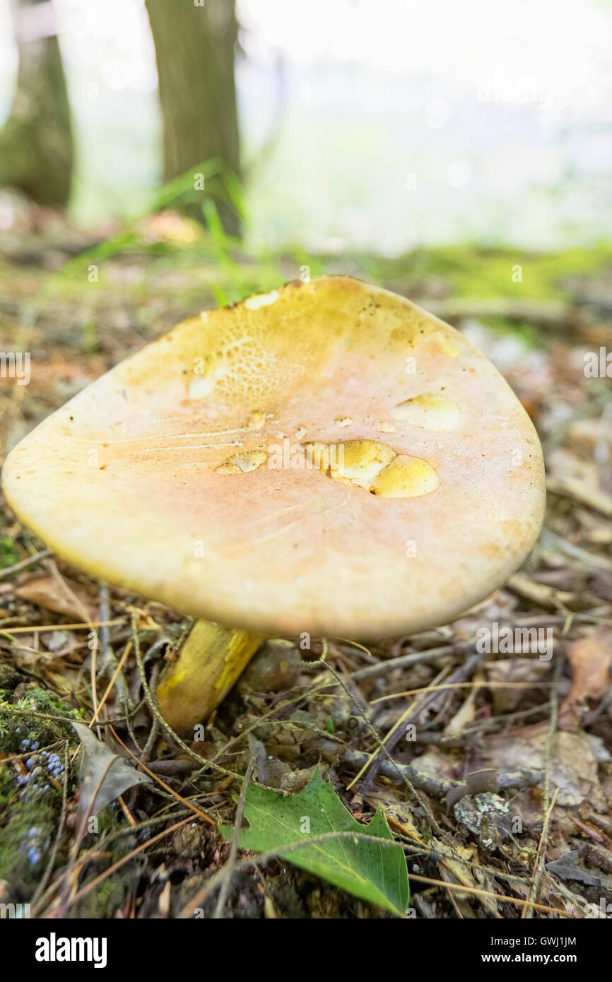 Wild mushroom growing in a forest Stock Photo - Alamy