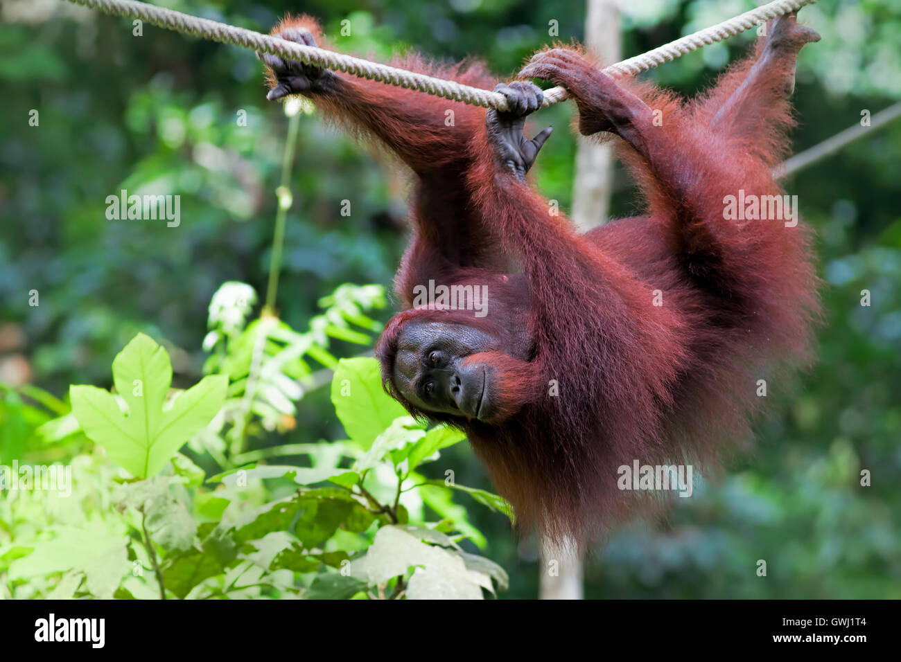 Kota kinabalu orangutan hi-res stock photography and images - Alamy